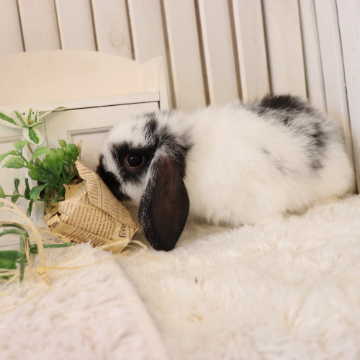 animal_image