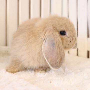 animal_image