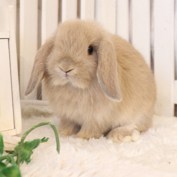 animal_image