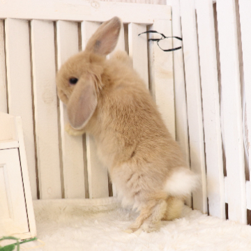 animal_image