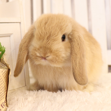 animal_image