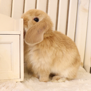 animal_image