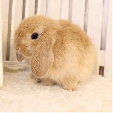 animal_image