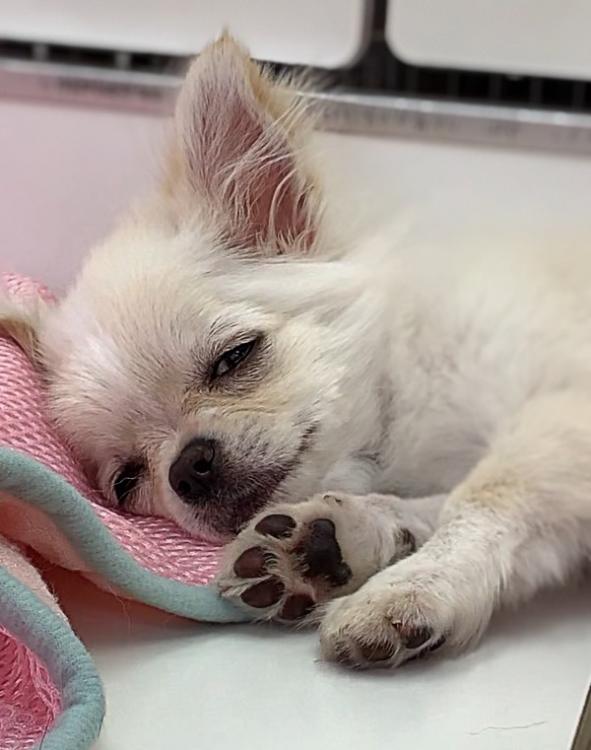 animal_image