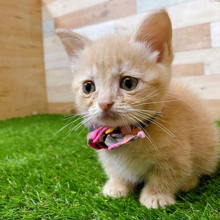 animal_image