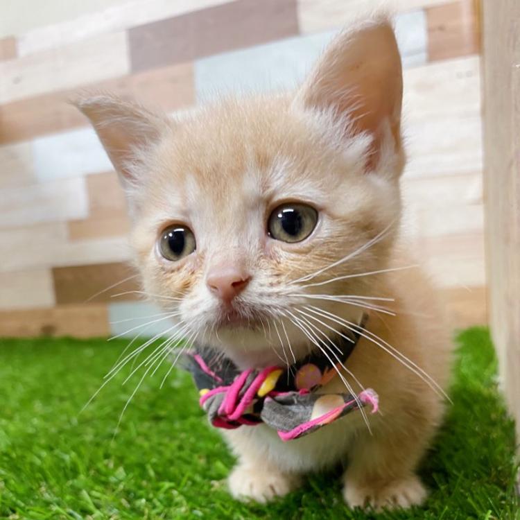 animal_image