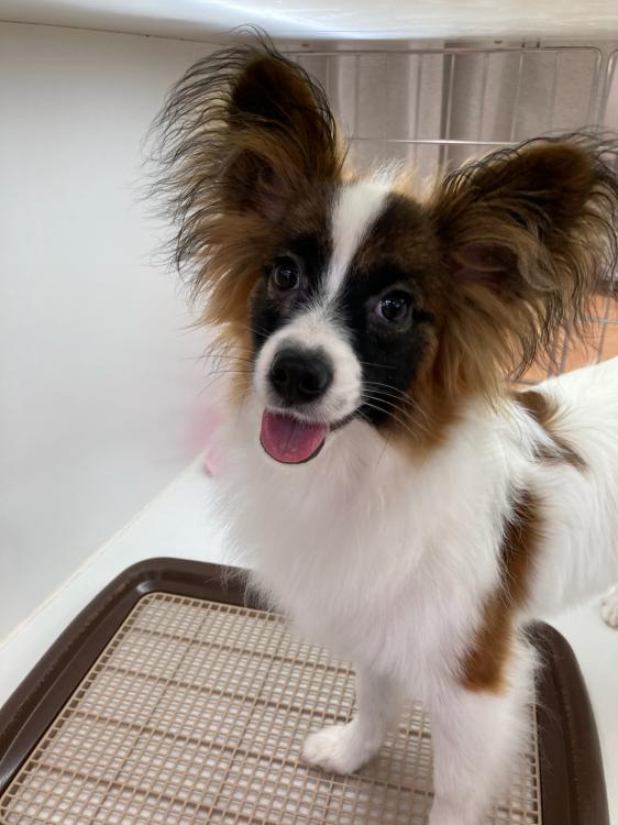 animal_image