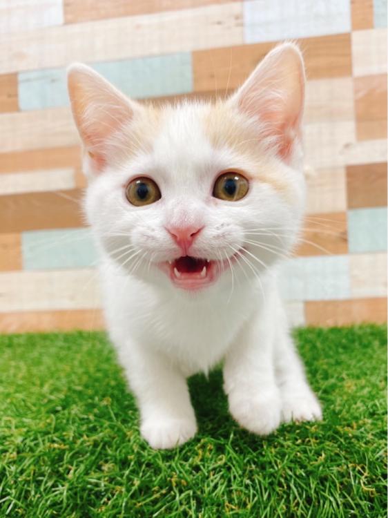 animal_image