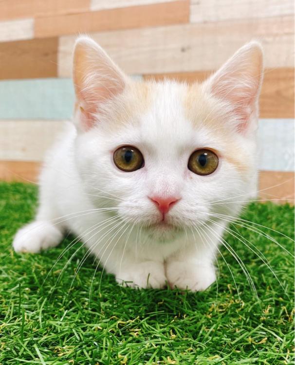animal_image