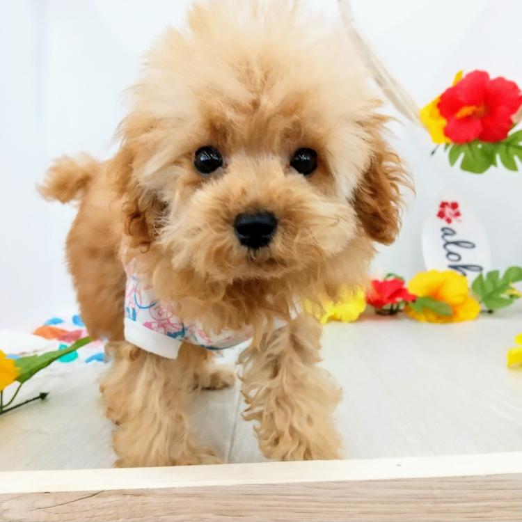 animal_image