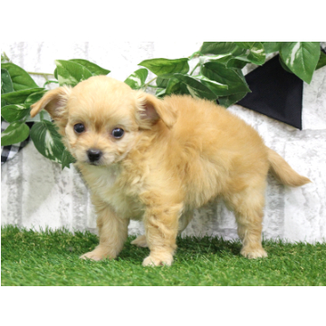animal_image