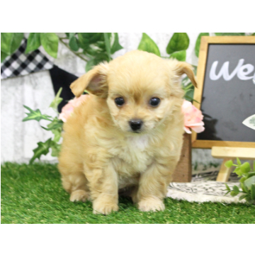 animal_image