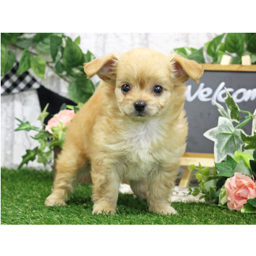 animal_image
