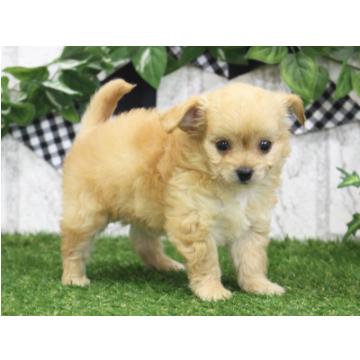 animal_image