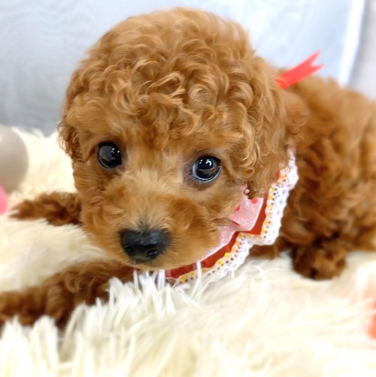 animal_image