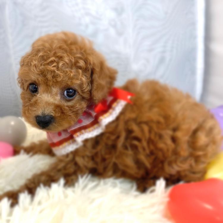 animal_image
