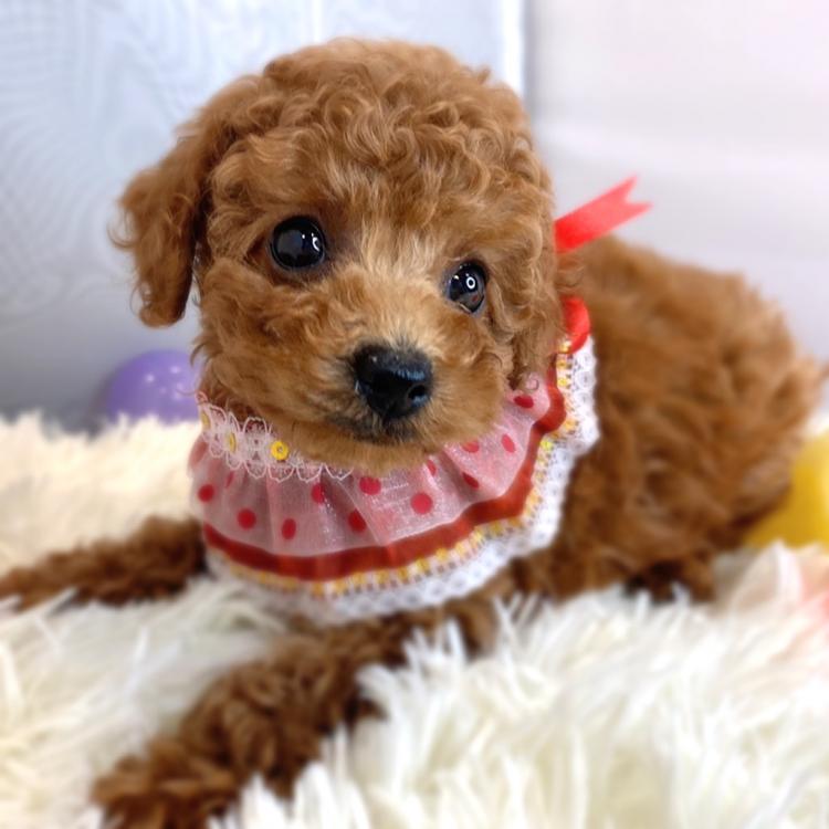 animal_image