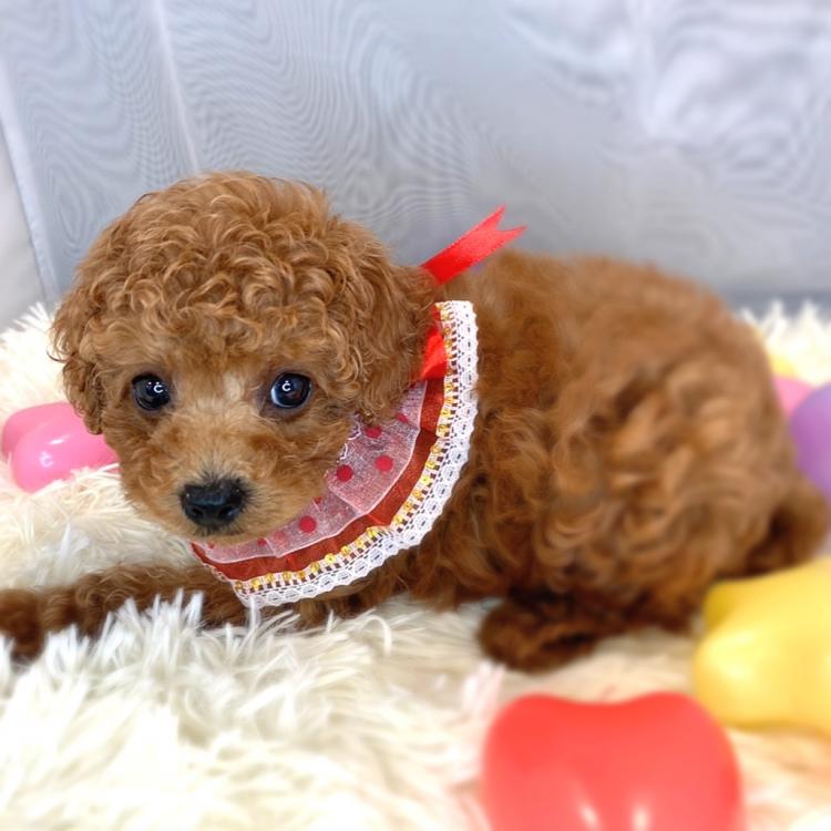 animal_image