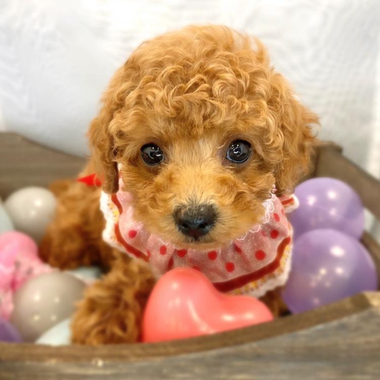 animal_image
