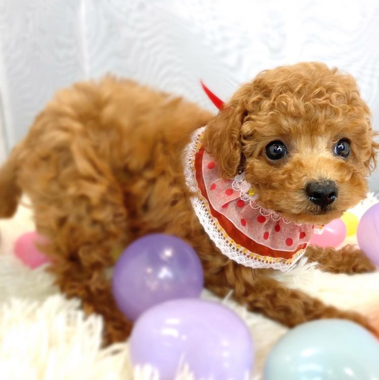 animal_image