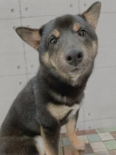 animal_image