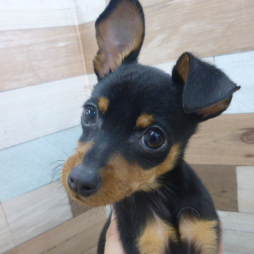 animal_image