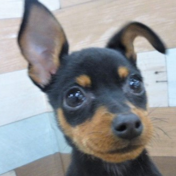animal_image