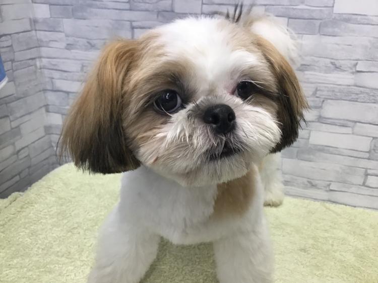 animal_image