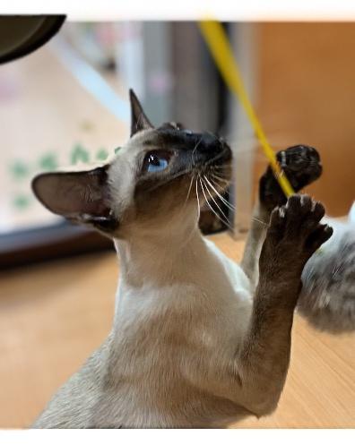 animal_image