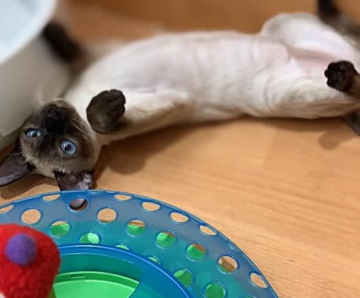 animal_image