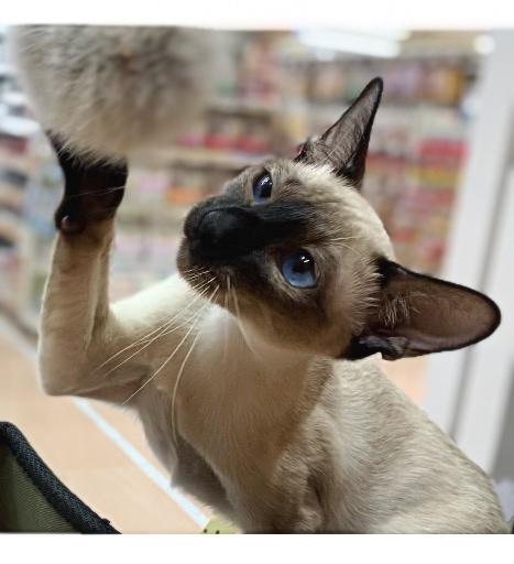 animal_image