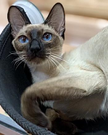 animal_image