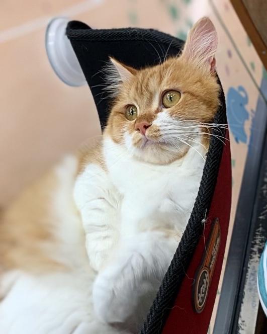 animal_image