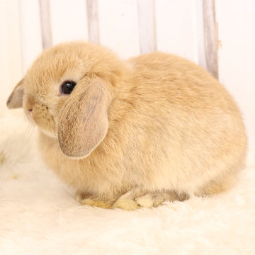 animal_image