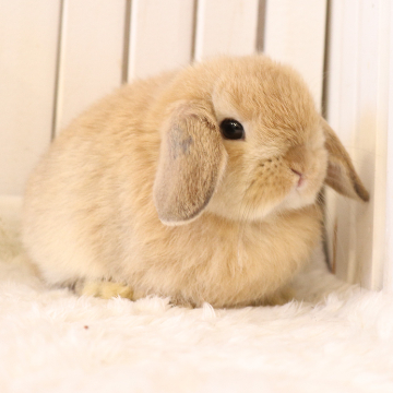 animal_image