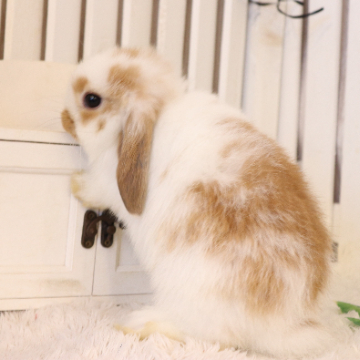 animal_image