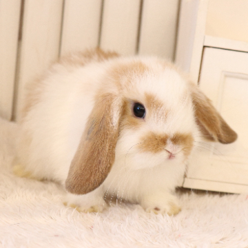 animal_image