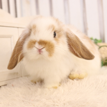 animal_image