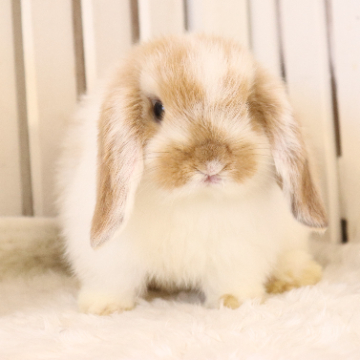 animal_image