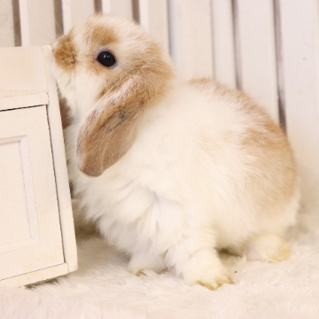 animal_image