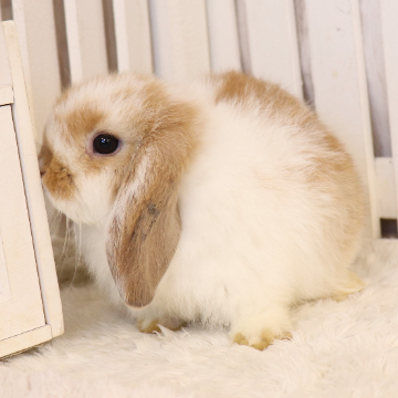 animal_image