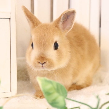 animal_image