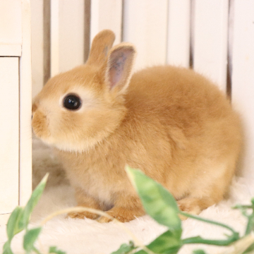 animal_image