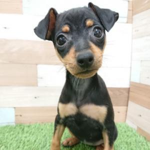 animal_image