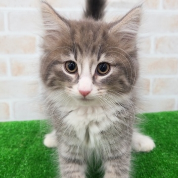animal_image