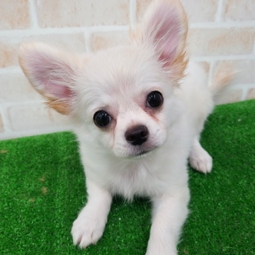 animal_image