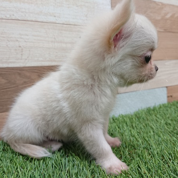 animal_image