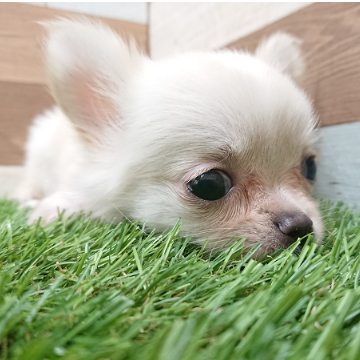 animal_image