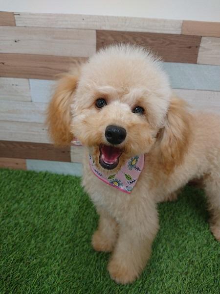 animal_image