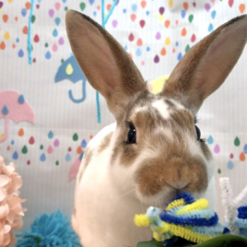 うさぎ専門店 Dan S Houseのミニレッキスの詳細 ハローべいびぃ うさぎ専門店 Dan S Houseのミニレッキスの詳細 ハローべいびぃ